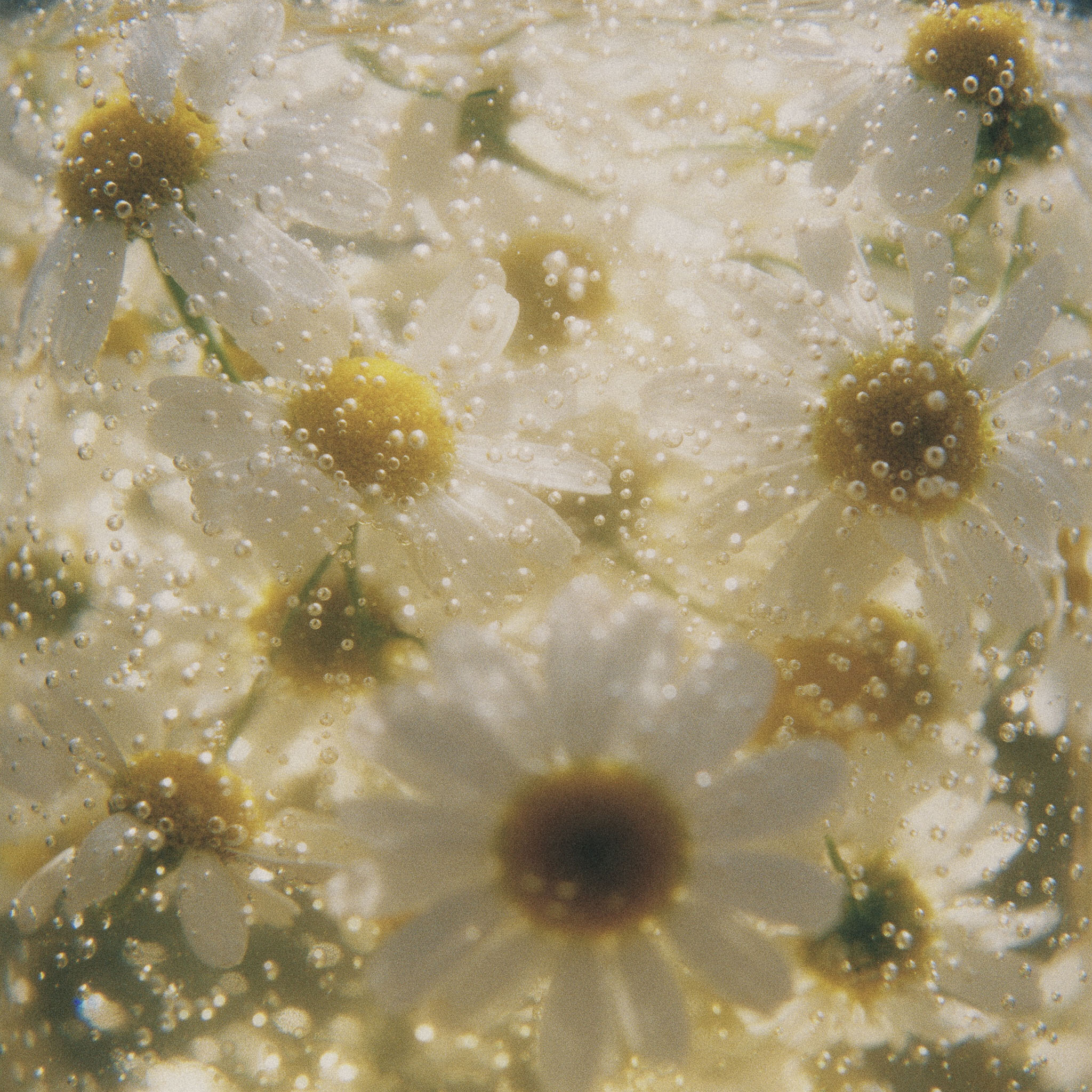 Chamomile flowers covered in bubbles in sparkling water
