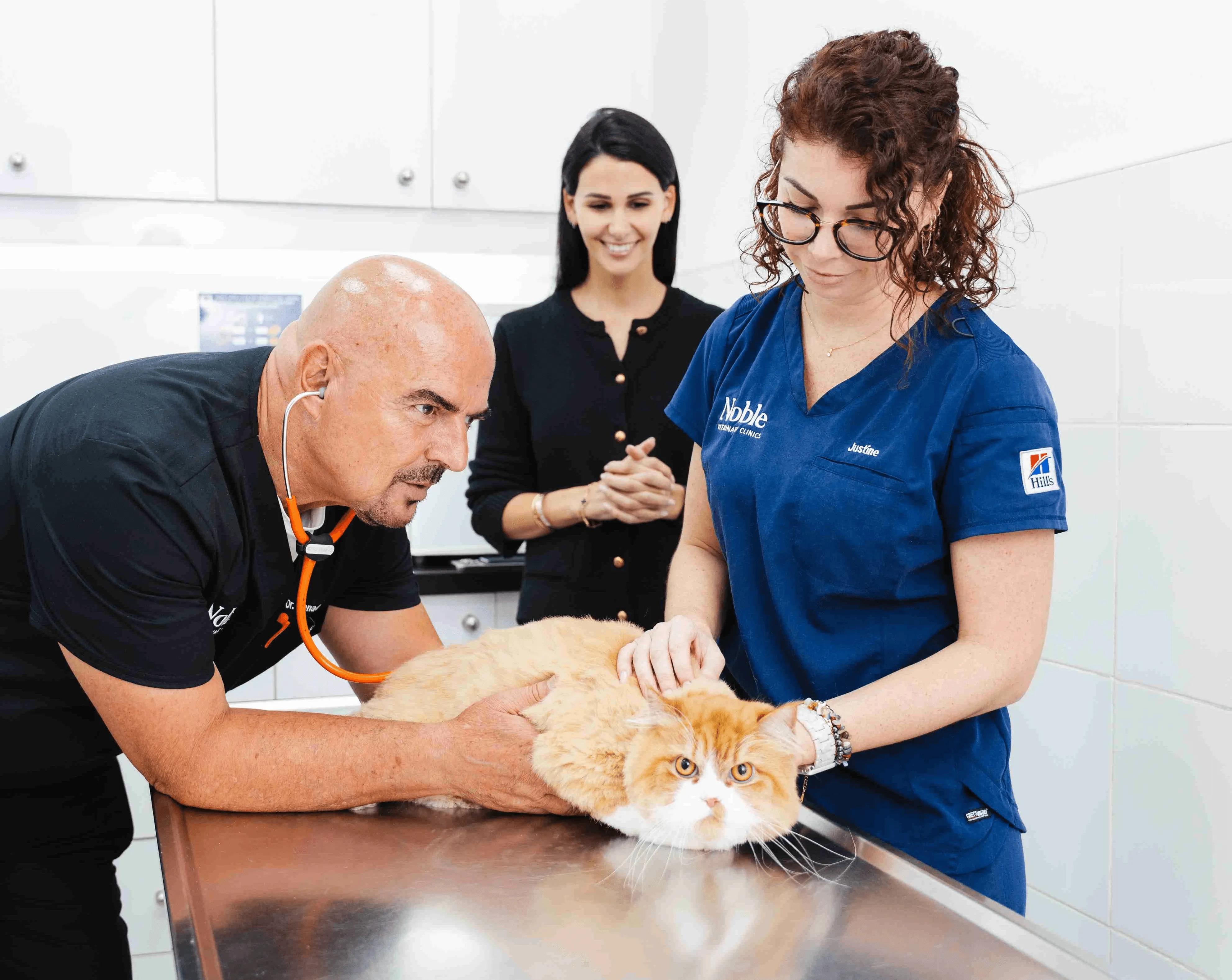 Safe and comfortable cat boarding facility providing care and attention for cats while owners are away.