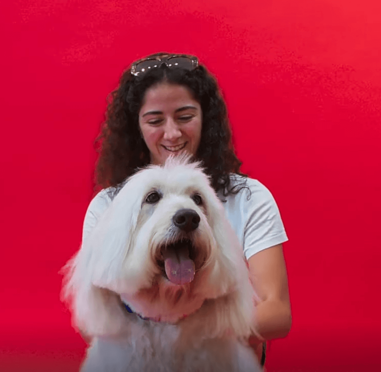Happy portrait of a woman brushing her dog against a soft pink backdrop to express gentle care and joyful grooming experience.