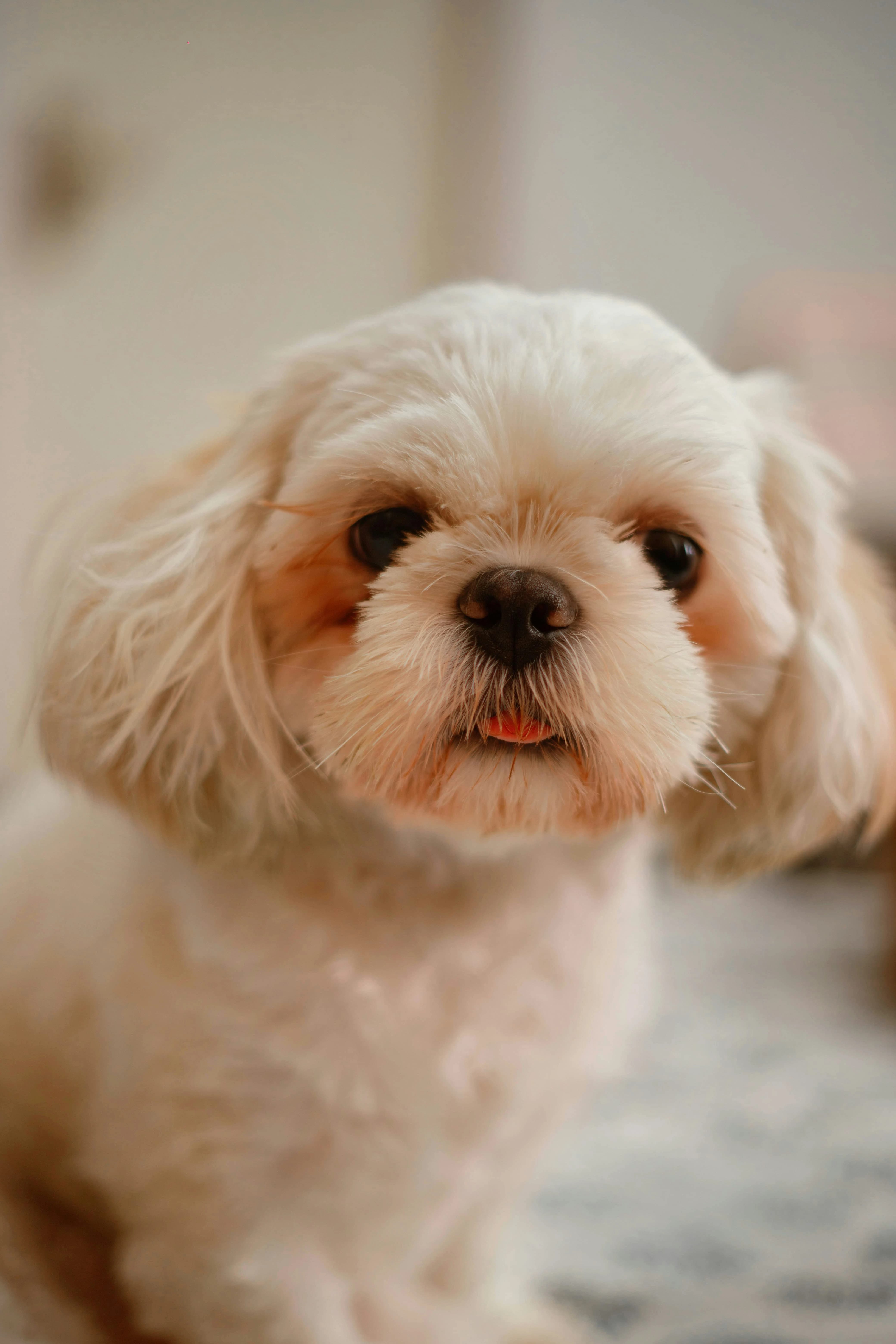 happy puppy portrait