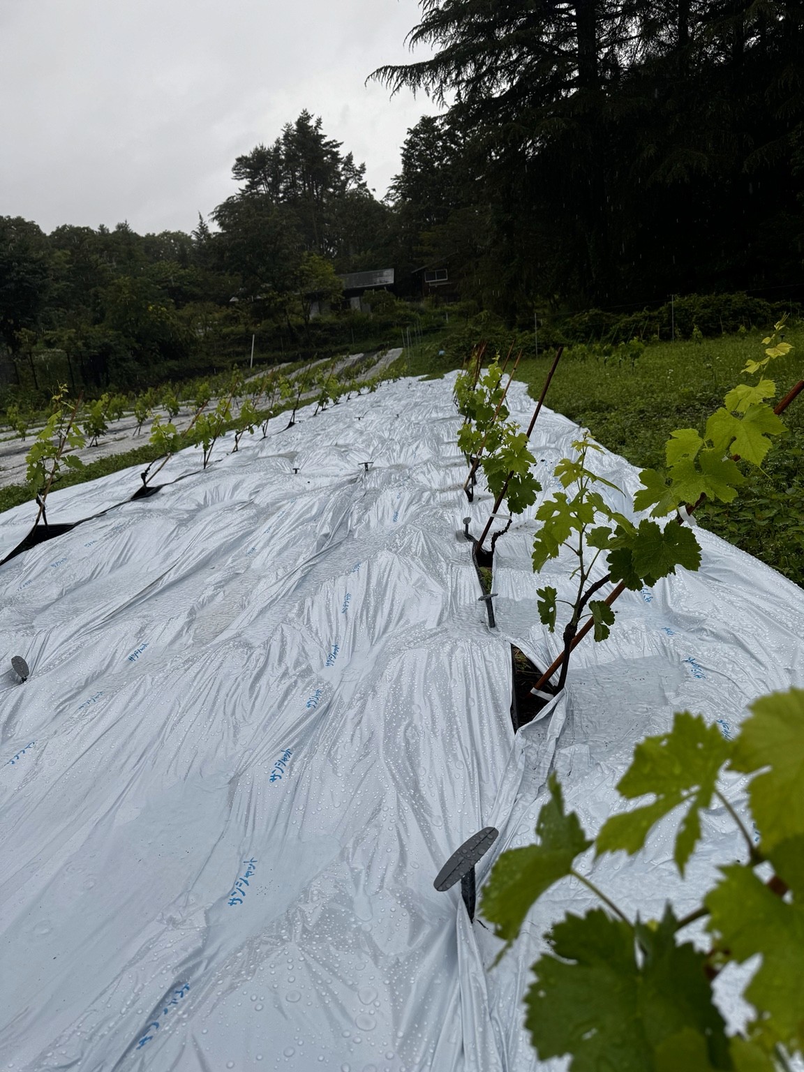六月、小荒間の試験畑で雨を受ける葡萄とシート