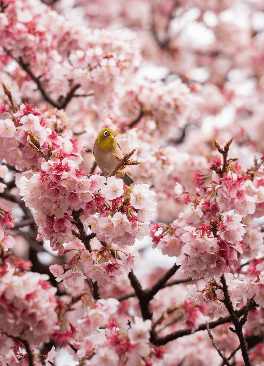 Bird in a Sakura tree