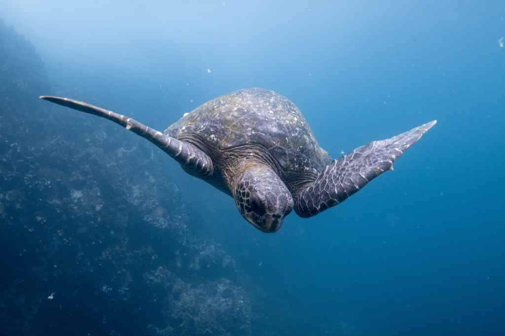 Galapagos Islands turtle