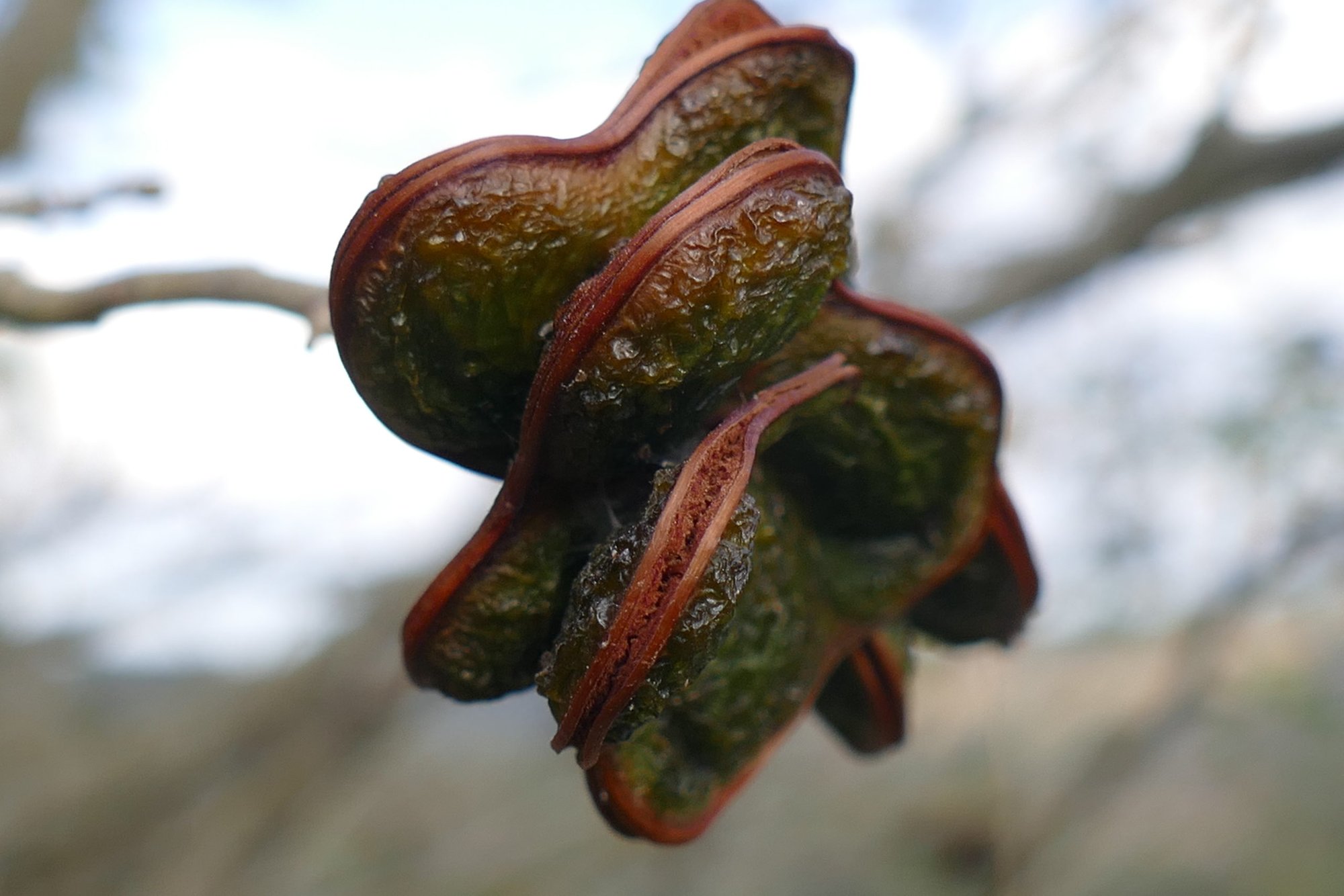 Fruto seco avermelhado de casca rugosa preso a galho, fotografado de perto