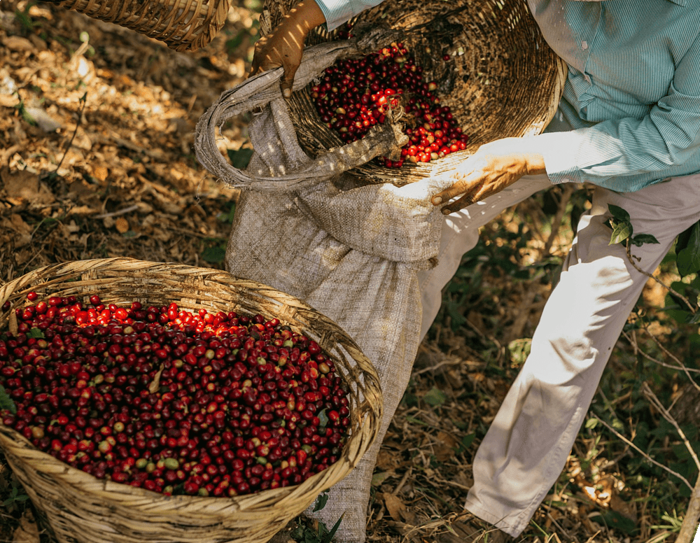 Man pouring coffee cherry into basket