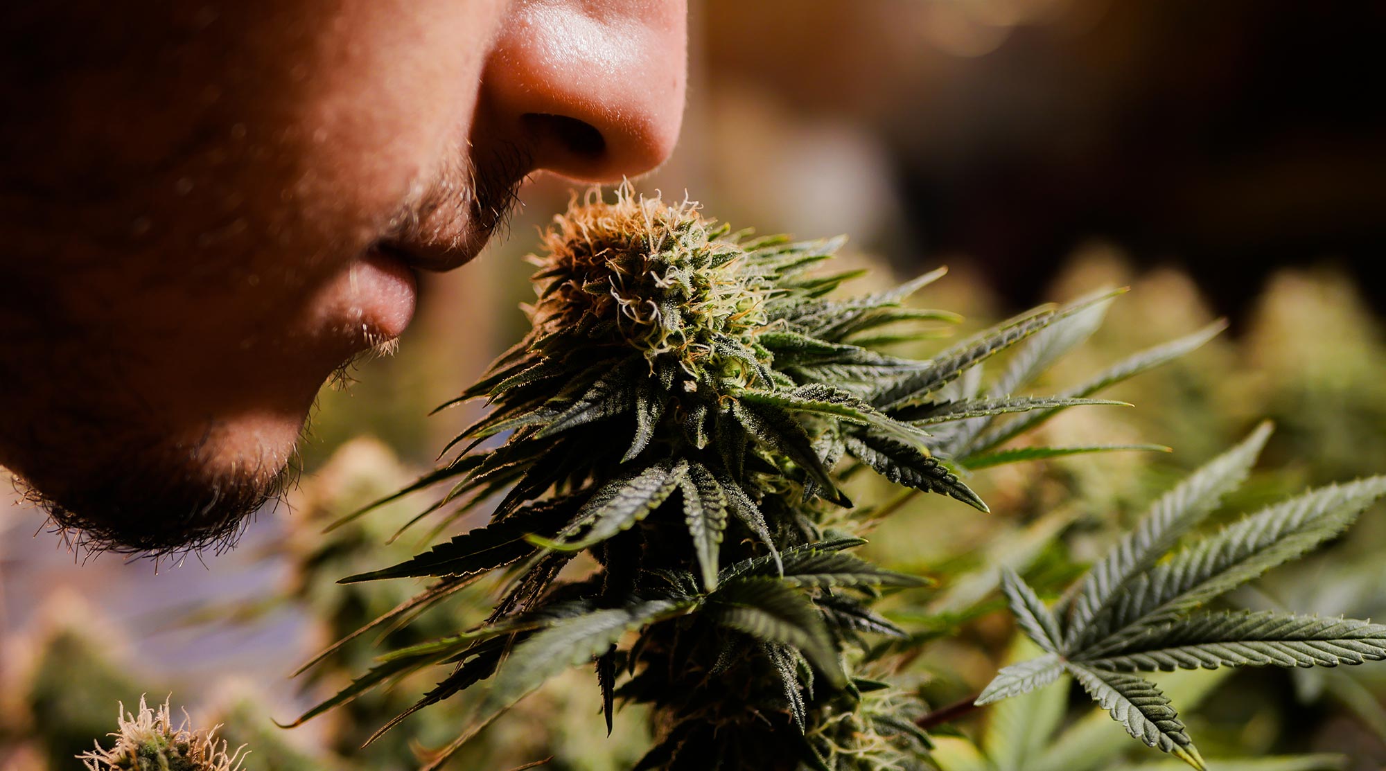 Person smelling a cannabis flower