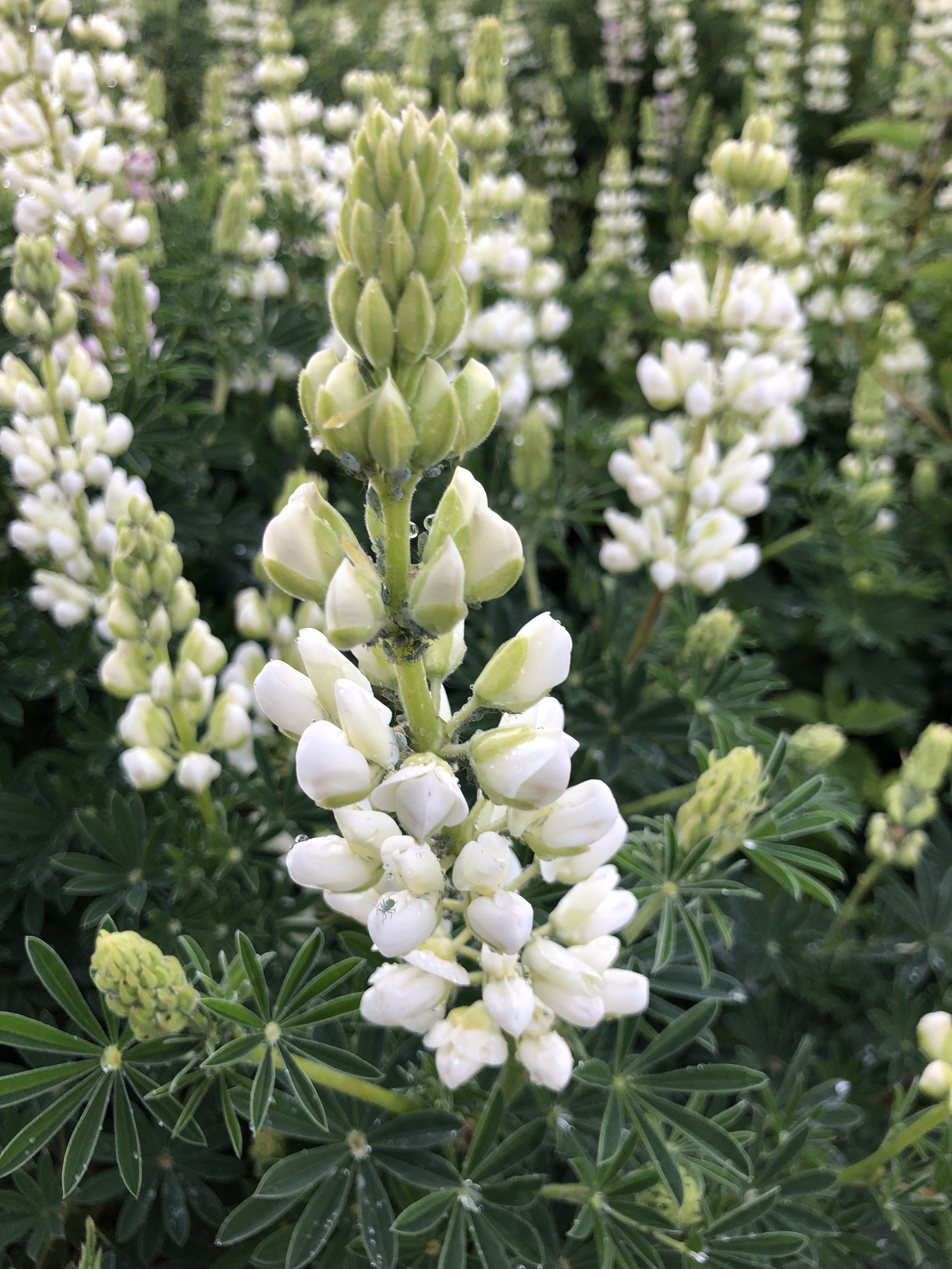 Image of white lupin flowers in full bloom