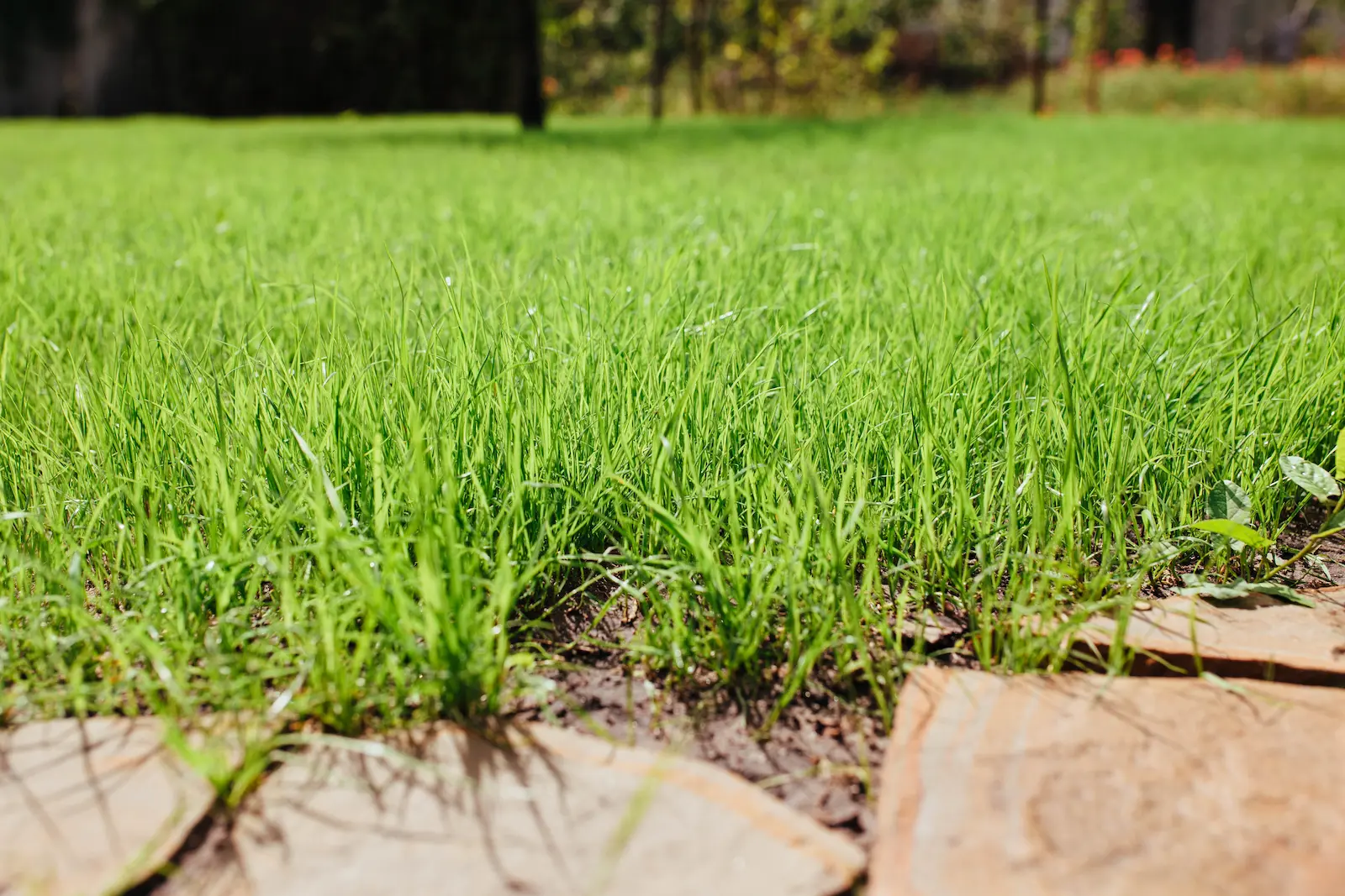 beautiful edmonton lawn maintained by prusko's