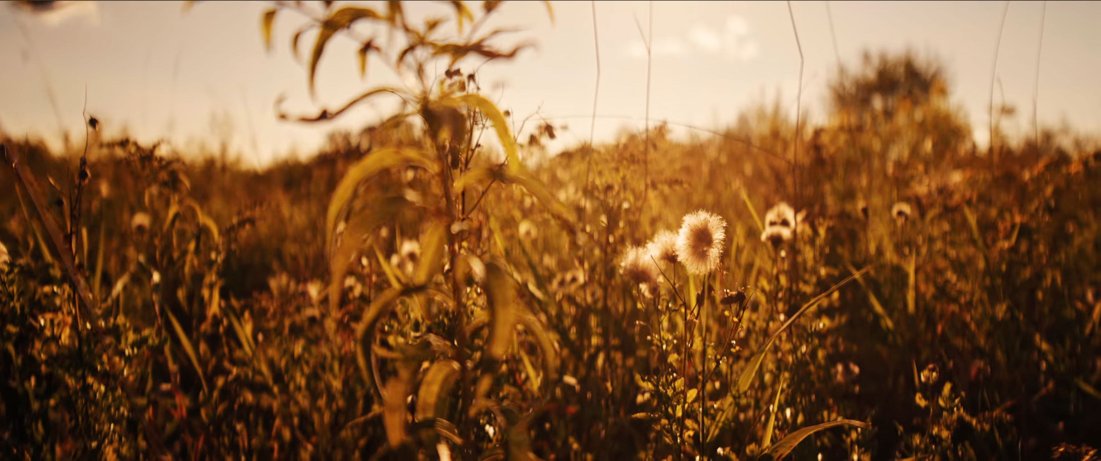 Milkweed and meadow plants glowing in late afternoon light at Cochesett Preserve.