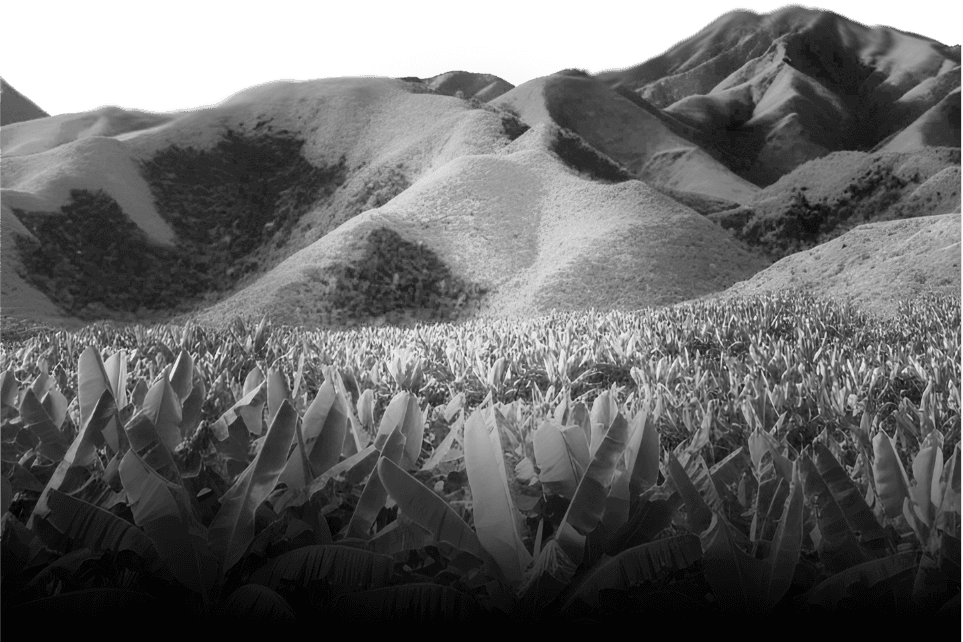 Fondo de cordillera tropical en blanco y negro.