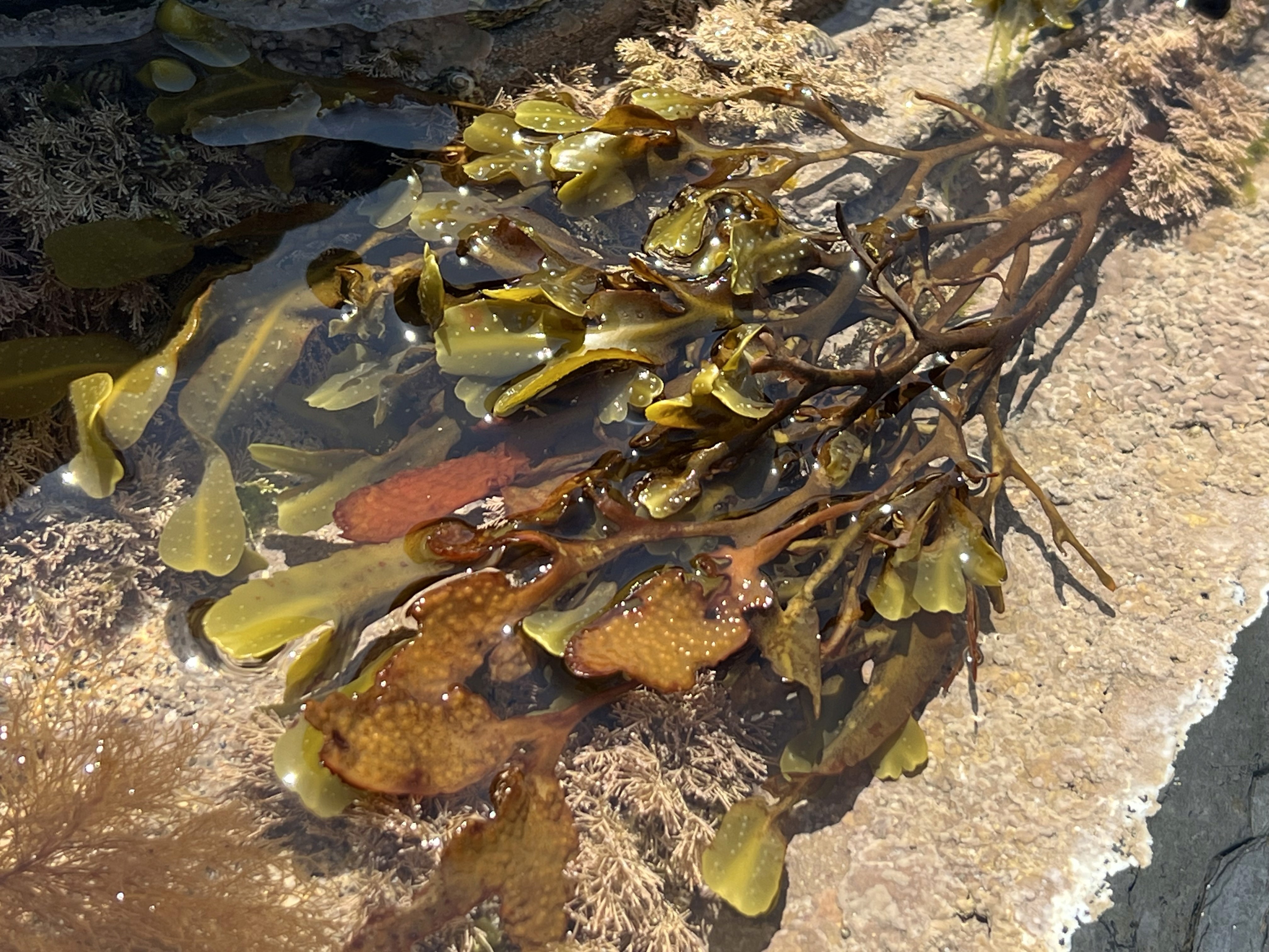blue sky and white clouds over the sea