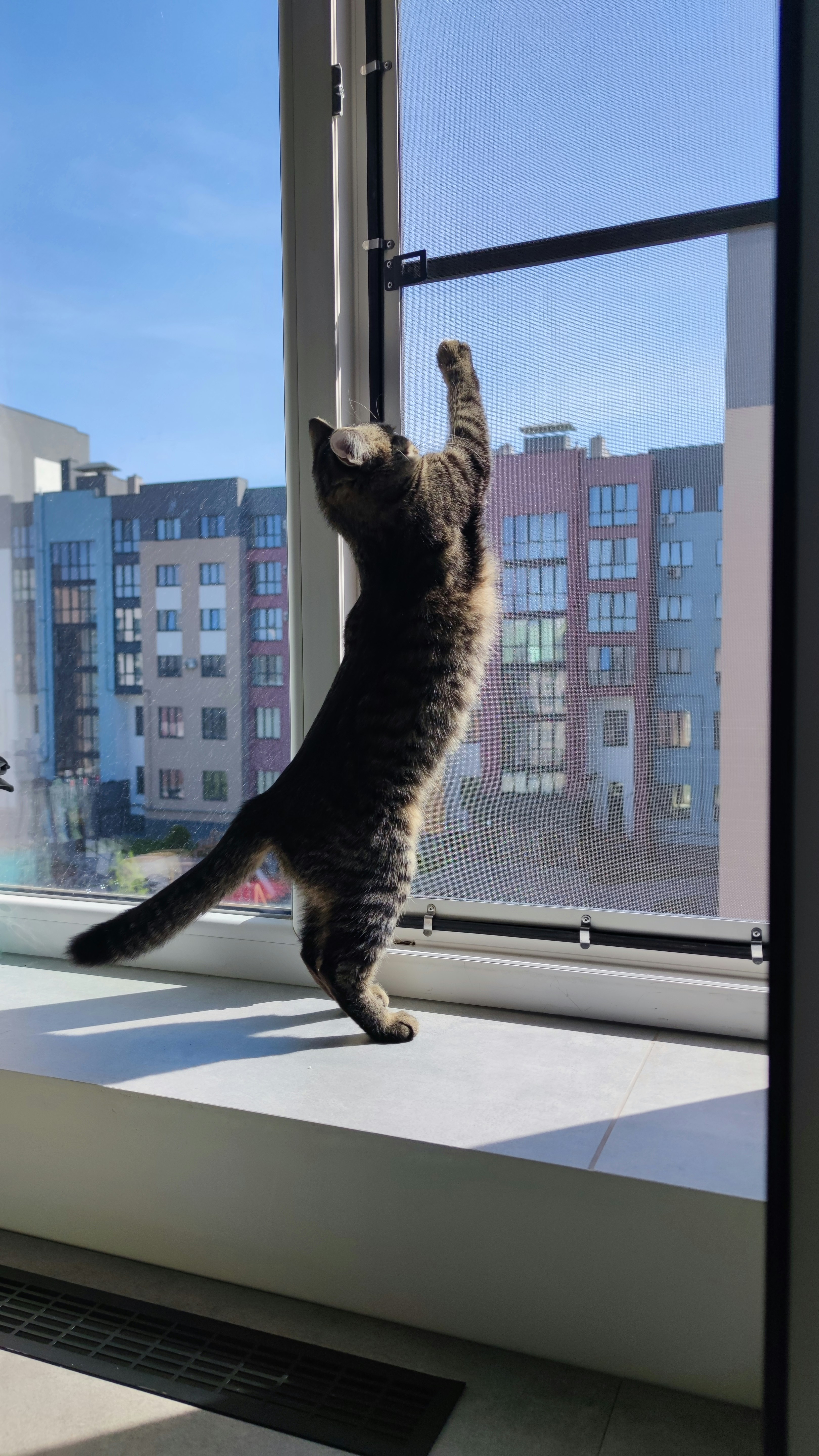 Tabby cat standing on windowsill reaching for window
