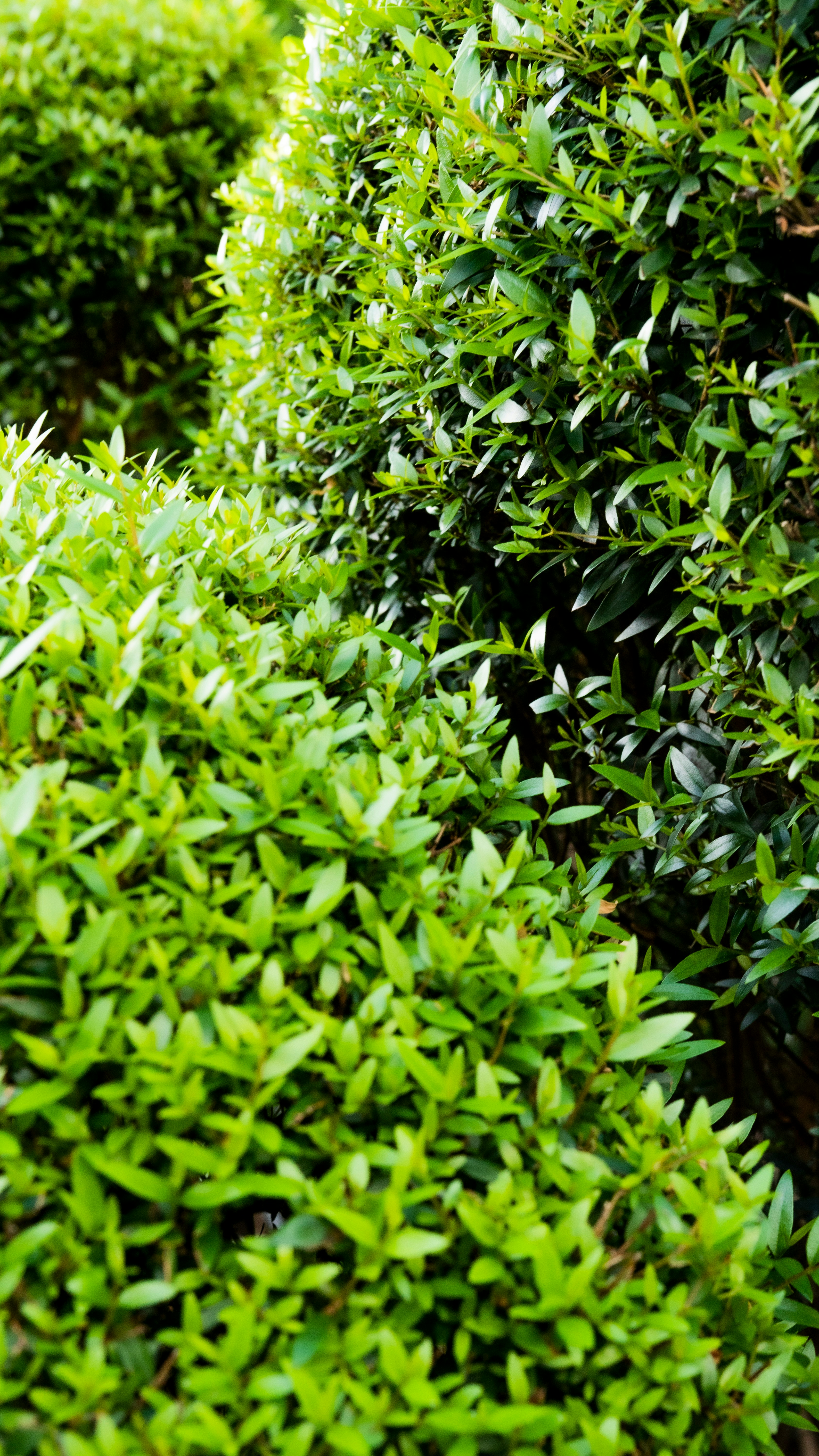 Green bushes with lush, vibrant foliage.