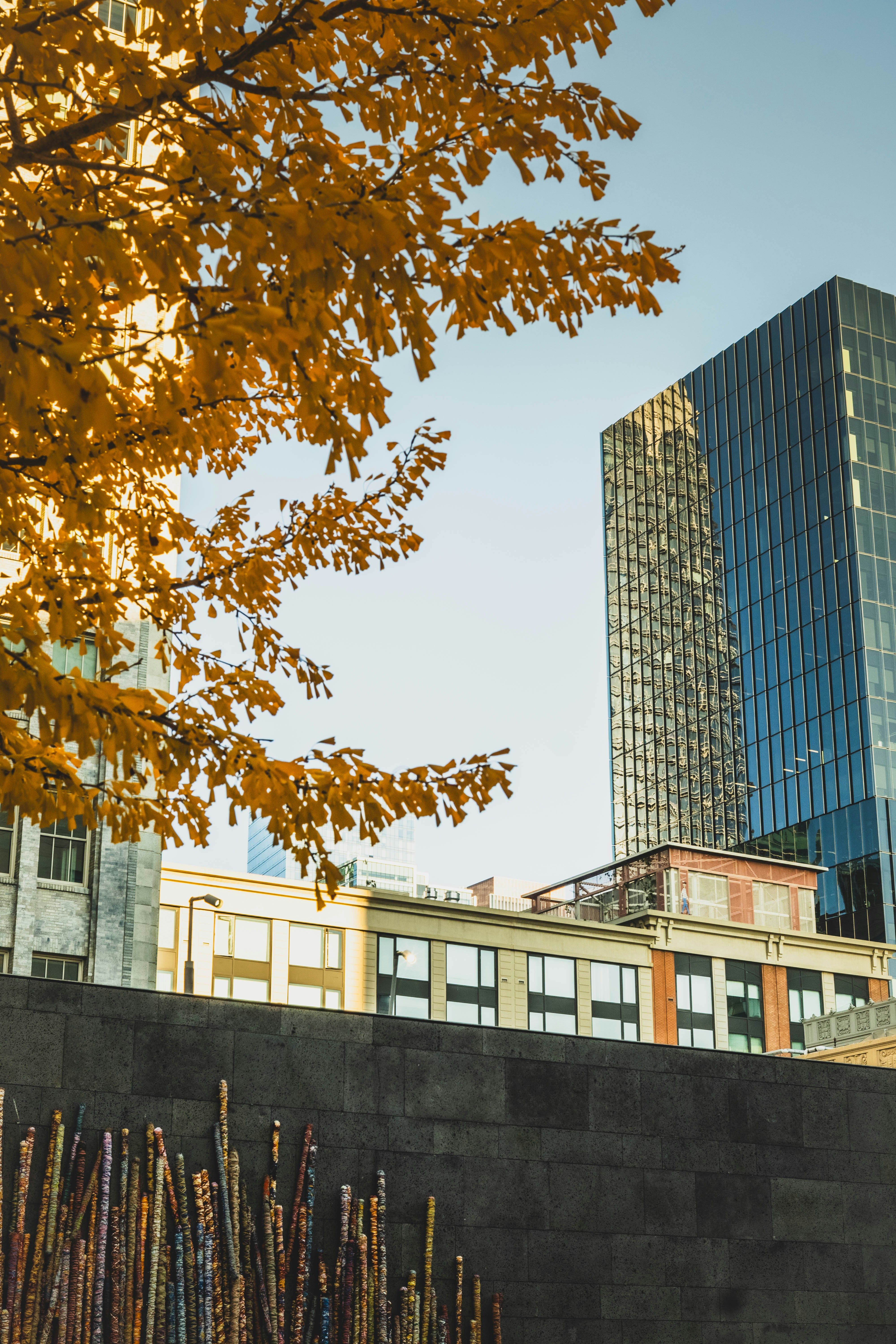 Autumn leaves frame modern city buildings under clear sky.