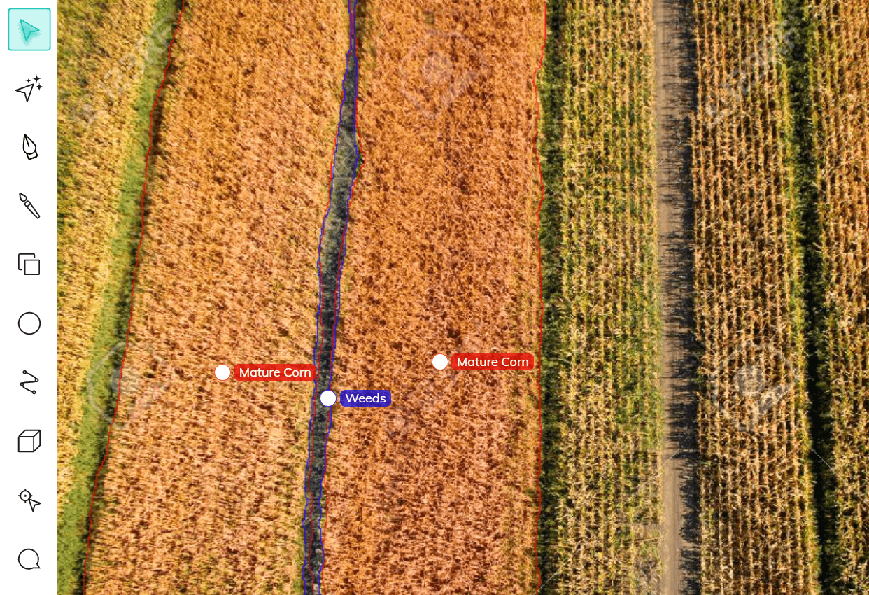 Weed and mature corn field annotation using V7