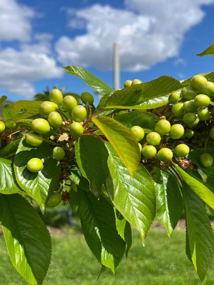 Ripening green cherries on tree, ensuring quality before harvest