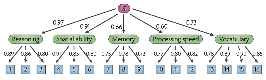 Factor analysis diagram showing the g factor loading onto reasoning, spatial ability, memory, processing speed, and vocabulary across sixteen cognitive tests, illustrating g as shared variance.