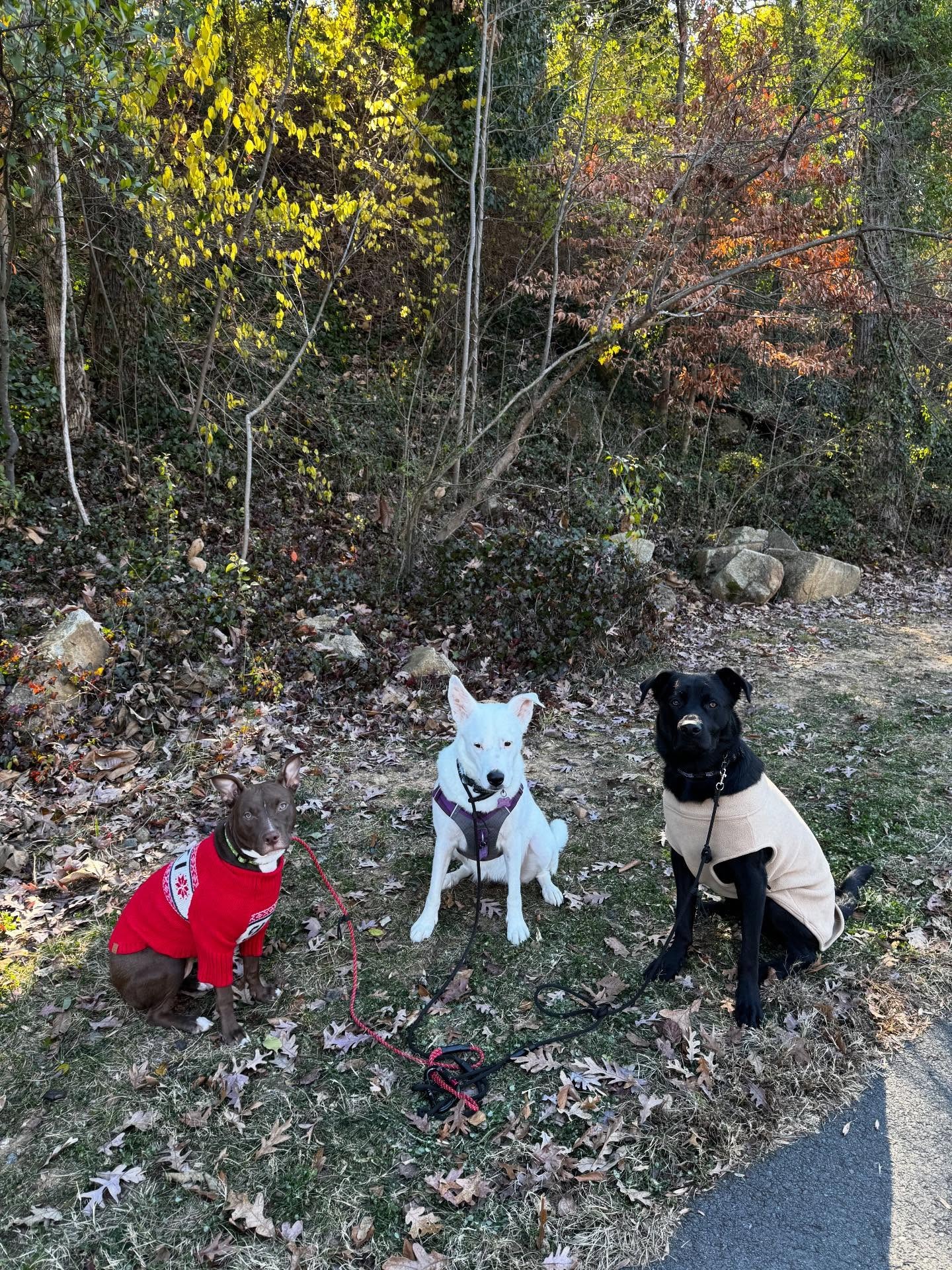 Three dogs on leashes sitting together on a tree-lined trail in Lake Norman area