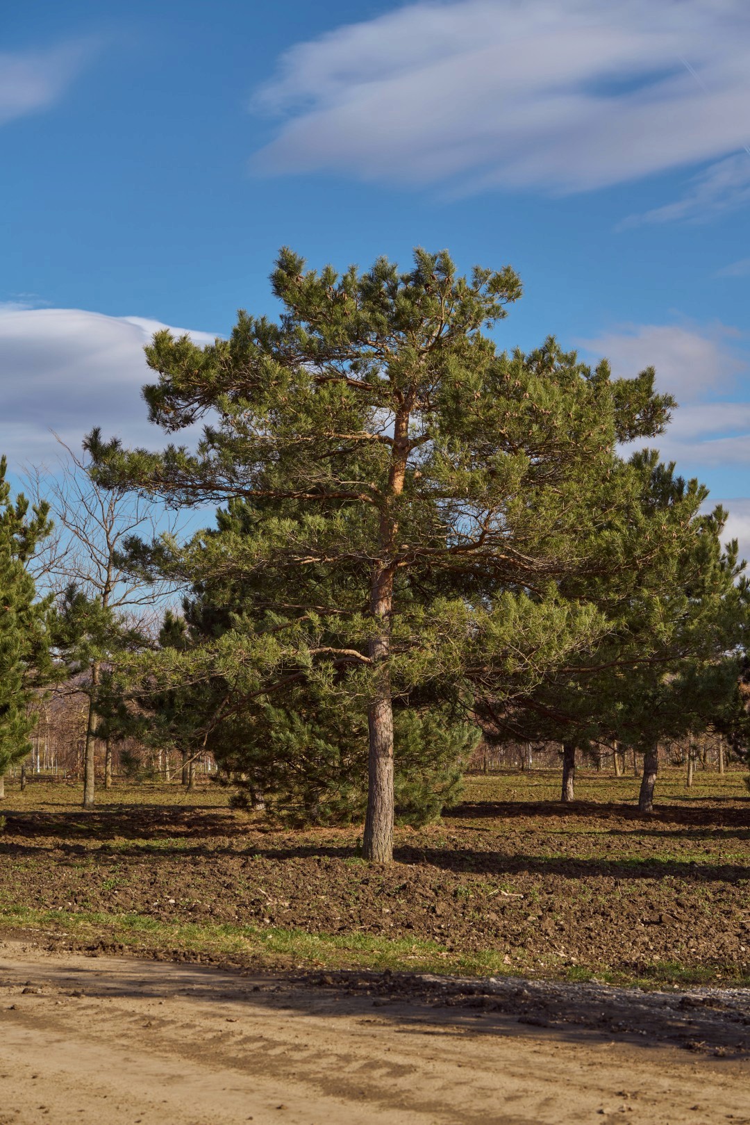 Pinus sylvestris mit aufrechtem Stamm, weit ausladender Krone und locker angeordneten Büscheln aus blaugrünen Nadeln.