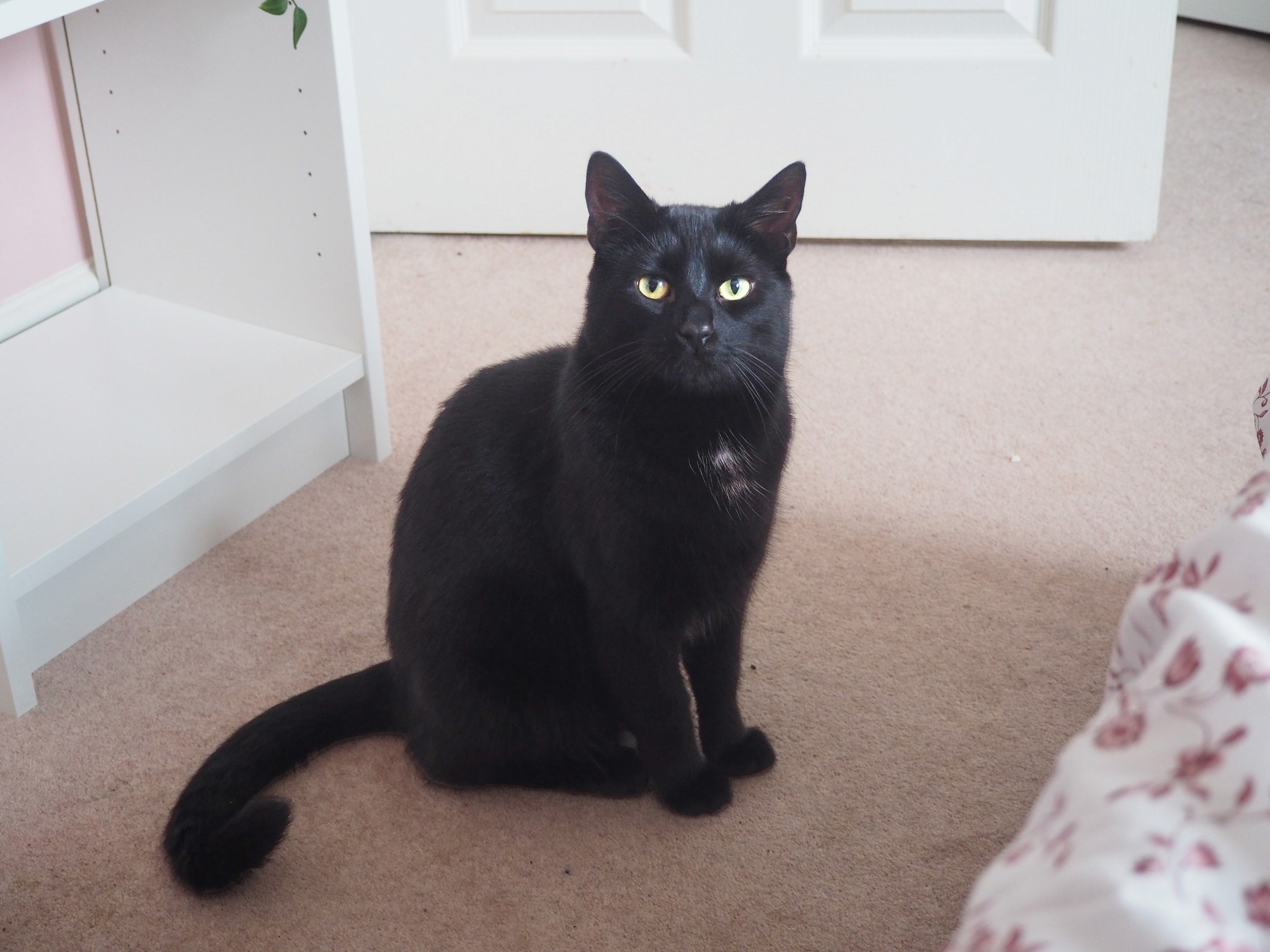 Black cat sat on a cream carpet looking at the camera