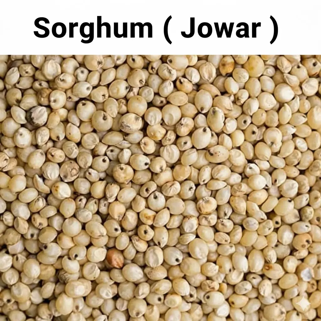 Sorghum MIllet Jowar