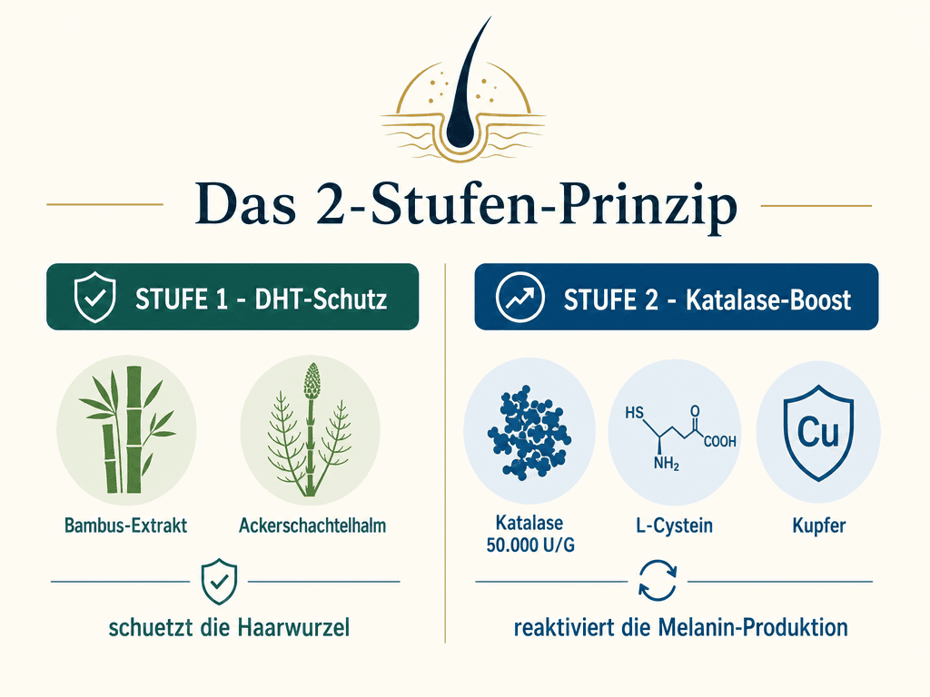 Das 2-Stufen-Prinzip: DHT-Schutz + Katalase-Regeneration in einer Kapsel.
