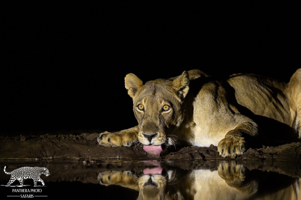 A Photographic Paradise: 9 Nights at Mashatu