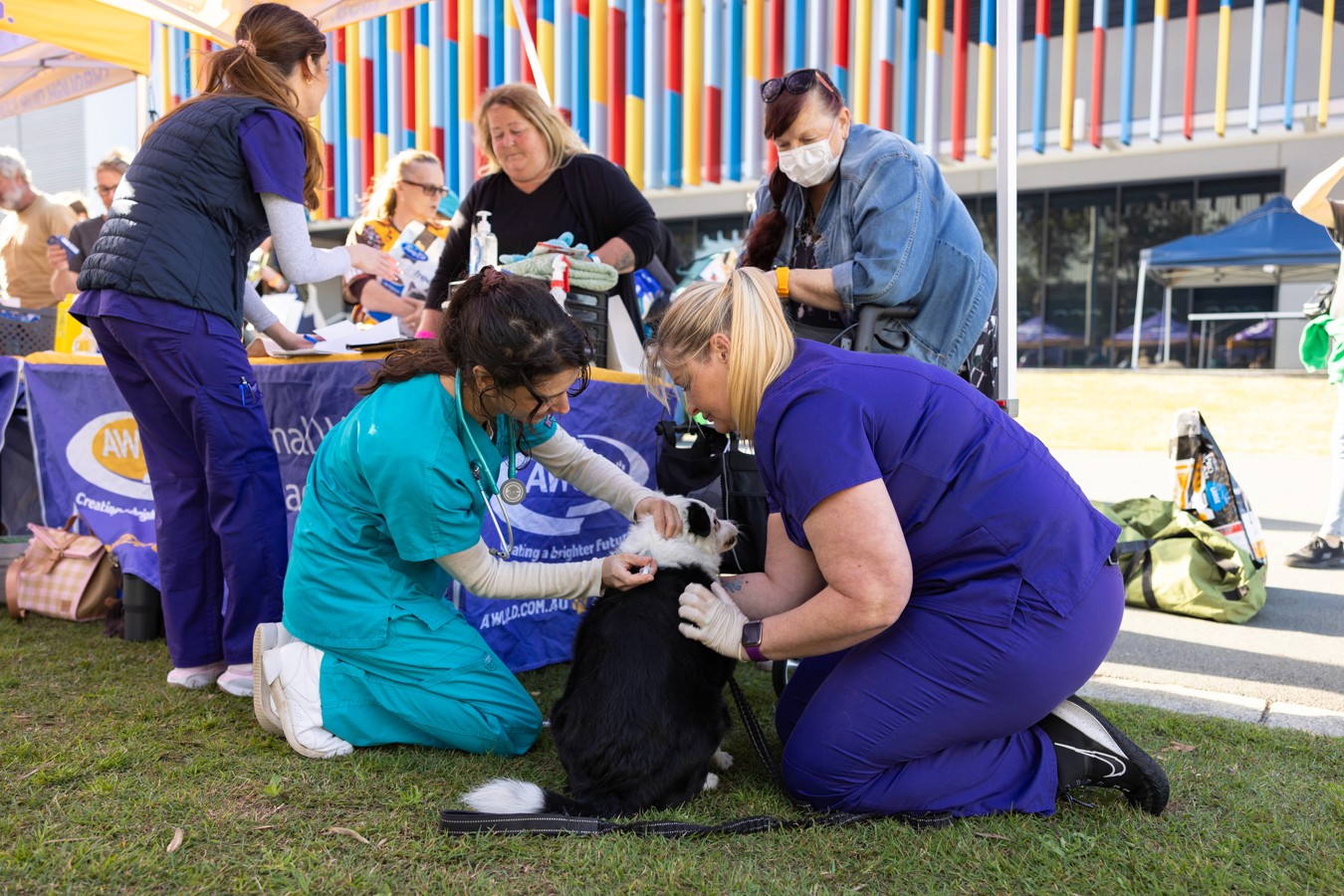 Vet and vet nurse treating medium sized dog