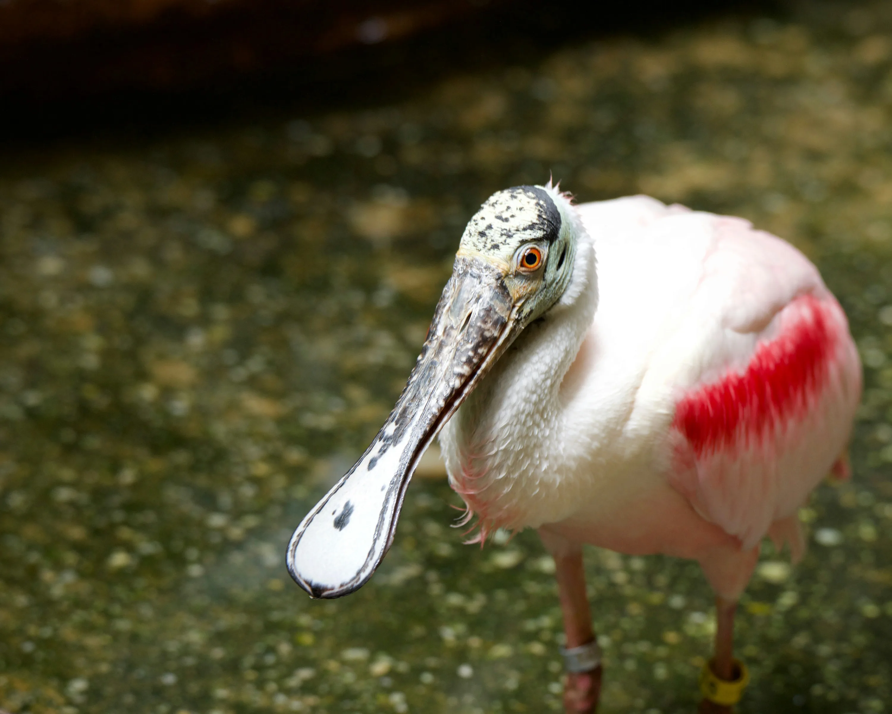 A close up of a Roseate Spoonbill at the Bronx Zoo.