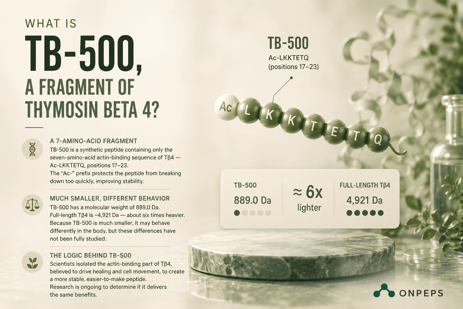 what is tb-500, by onpeps.com, the best source for verified peptide data