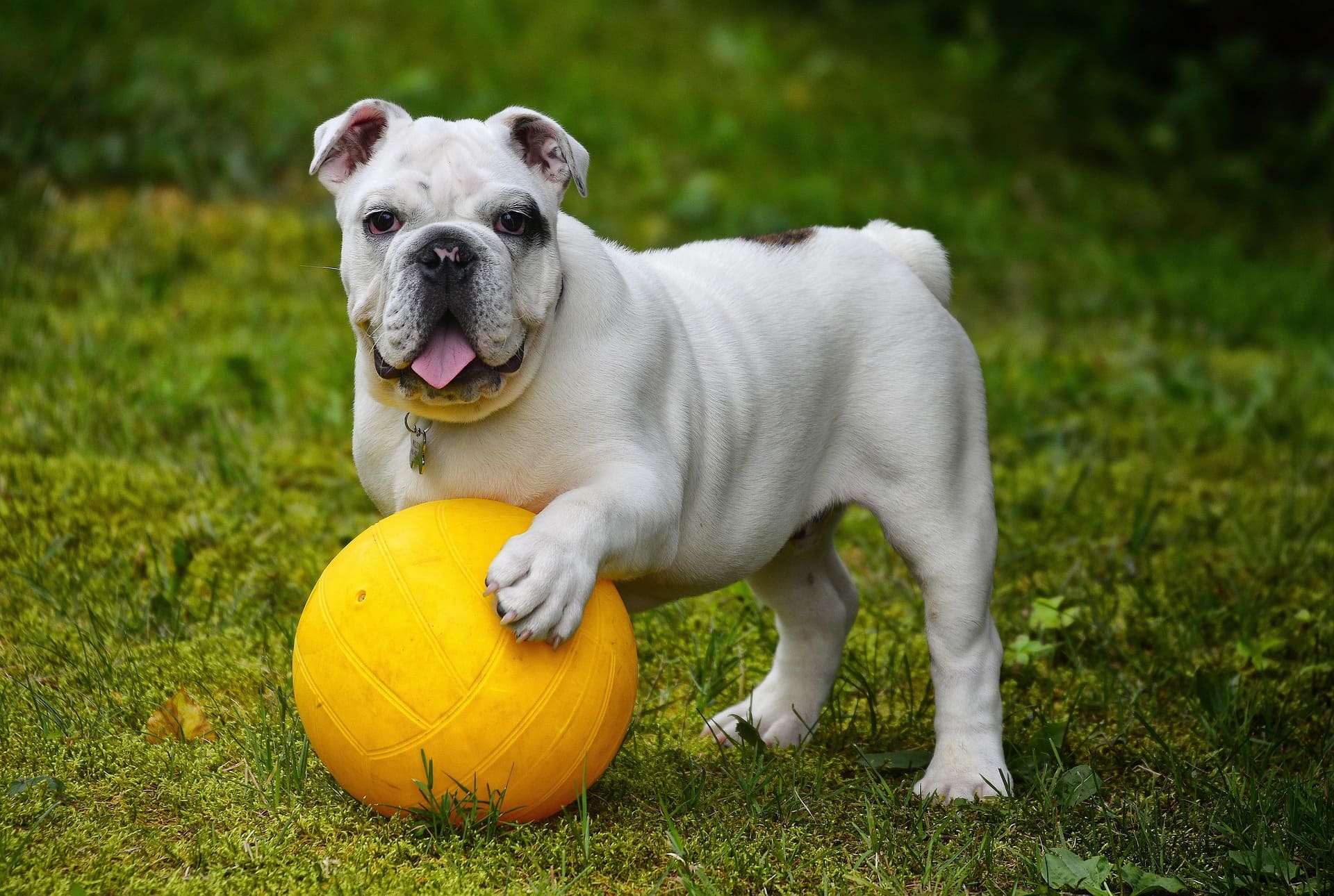 A white Bulldog is holding a yellow-orange ball in its paws while standing on the grass.