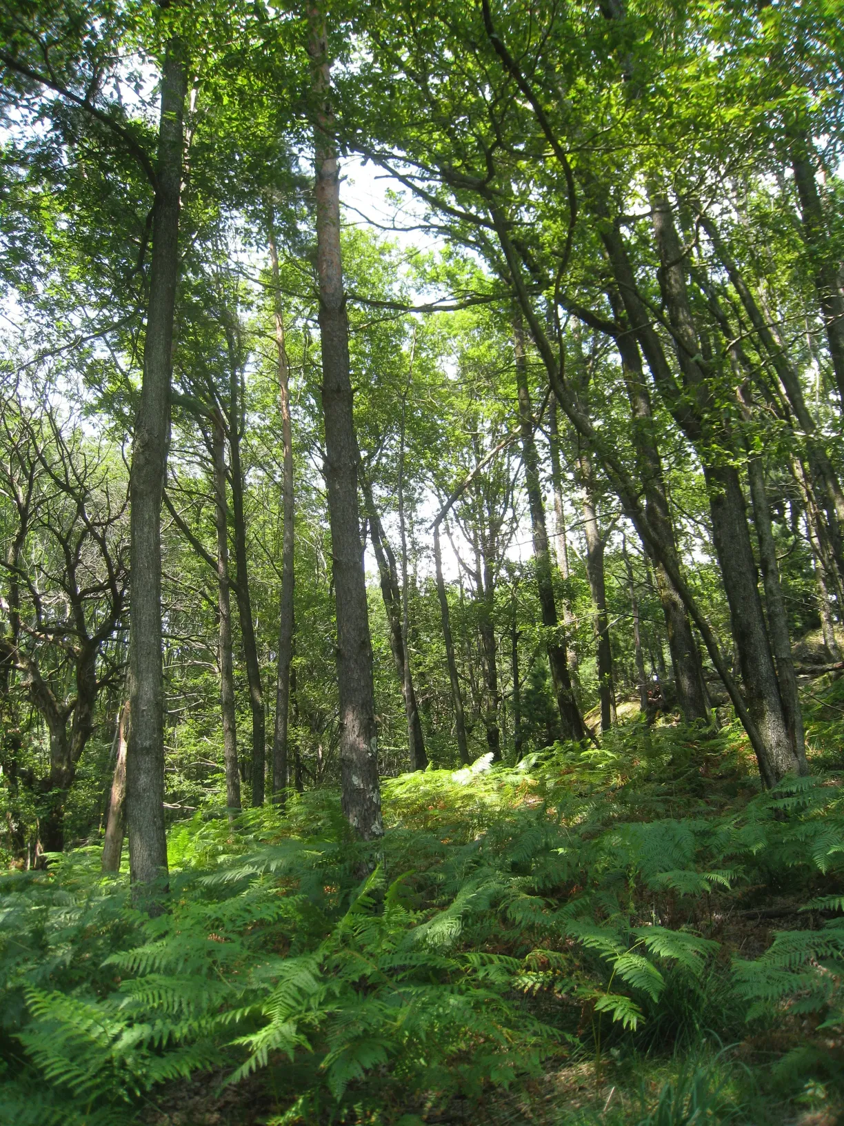 aerial shot of road surrounded by green trees