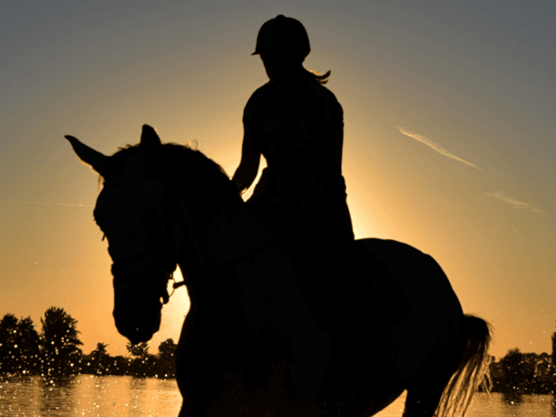 paarden manage software