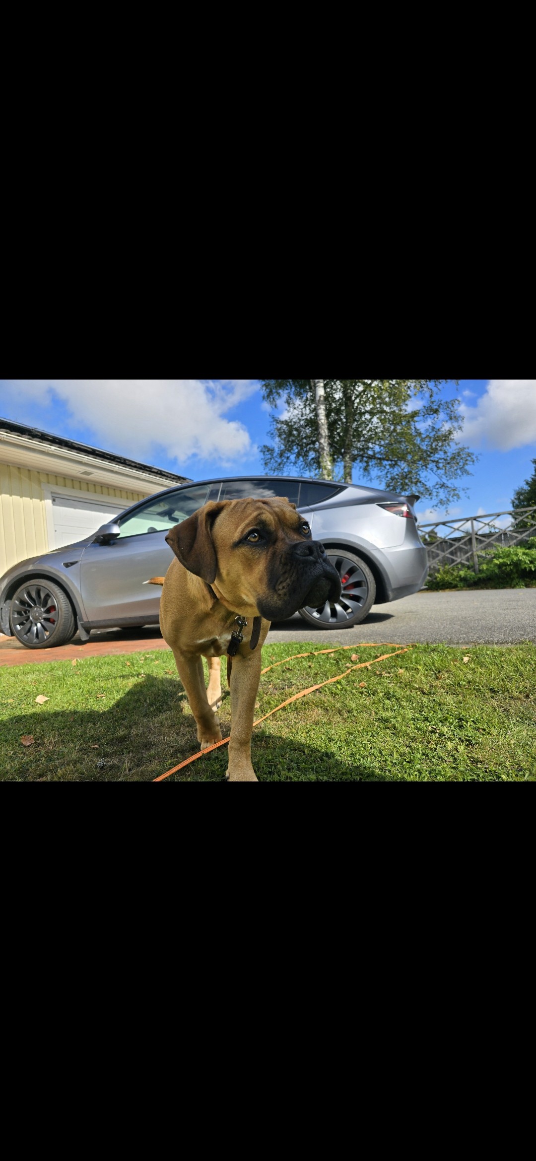 Single tree in a field with light rays.