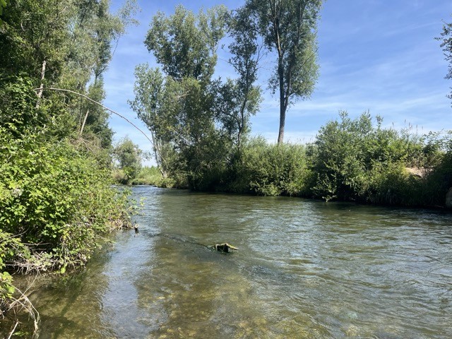 Trout caught fly fishing Barcelona
