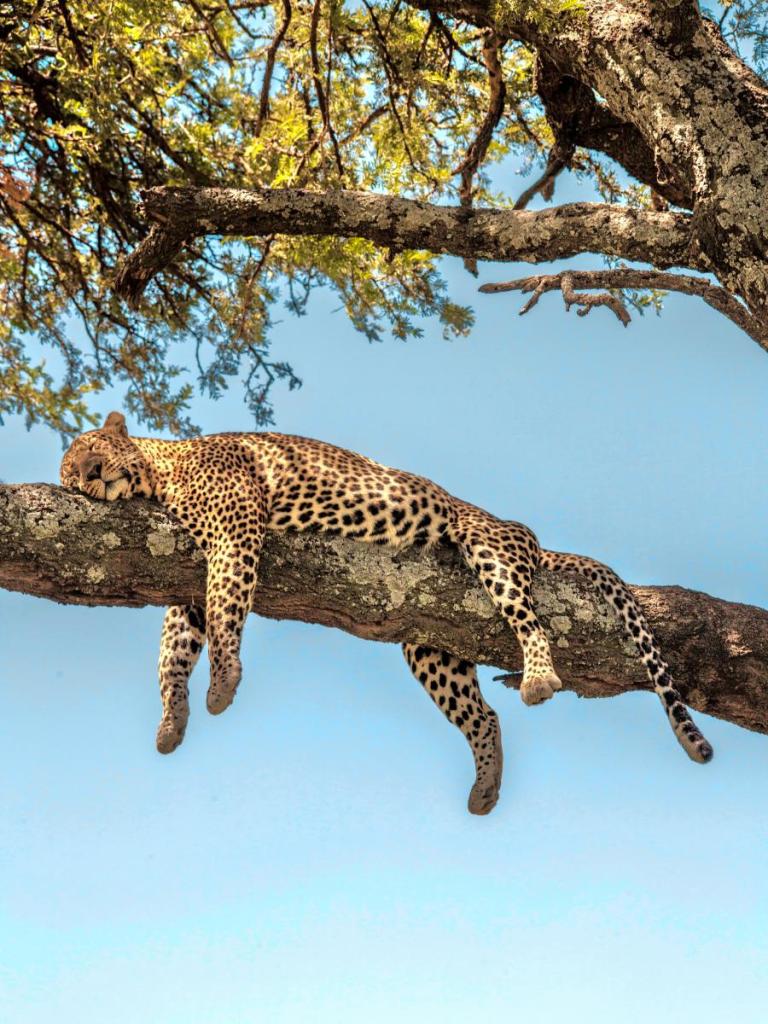 sleeping leopard in the tree