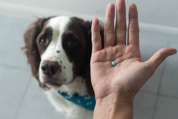 A pet onwer gives the right dosage of medication for her pet dog as prescribed by their vet