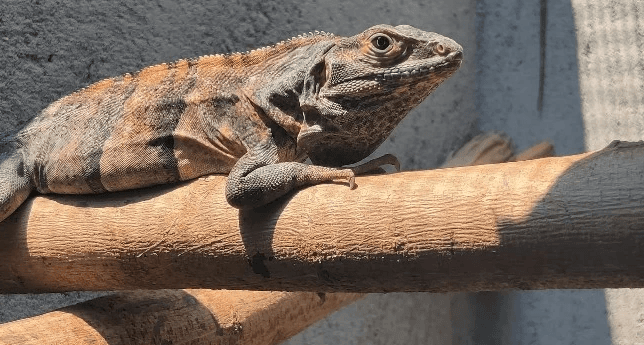 A close up of a lizard on a branch