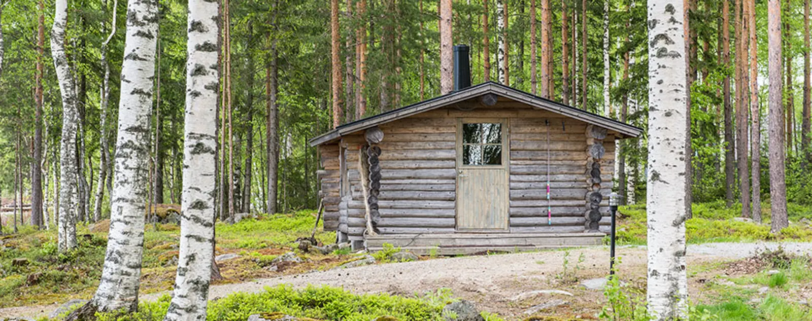 Rustic log cabin in a birch and pine forest.