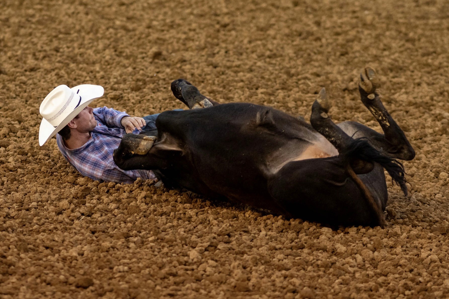 Cowboy wrestling a steer to the ground during River City Rodeo.