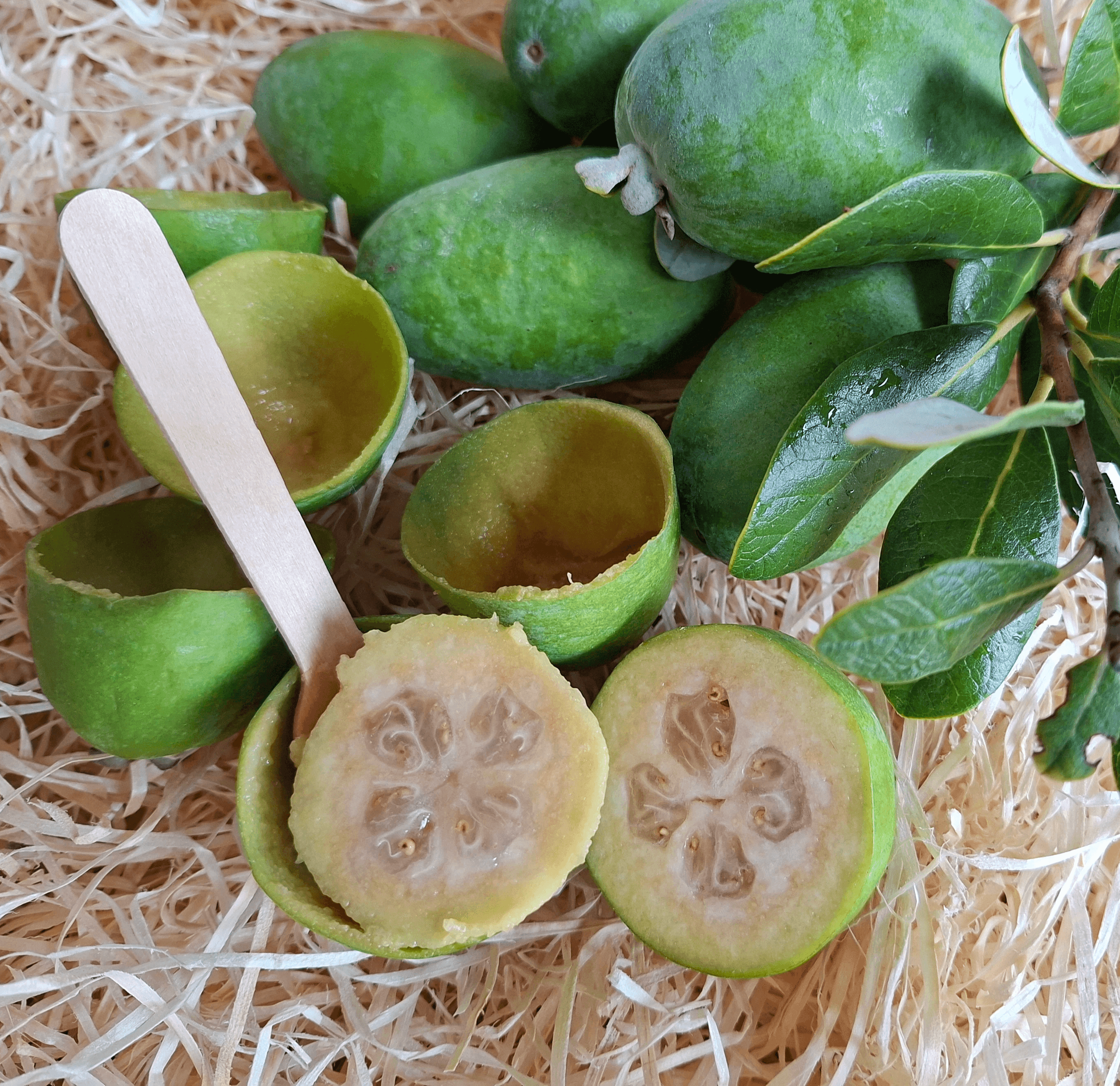 green round fruits lot