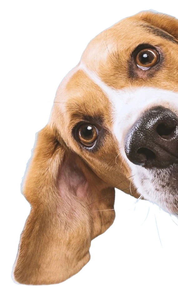 Comece a aproveitas as facilidades do Puplin