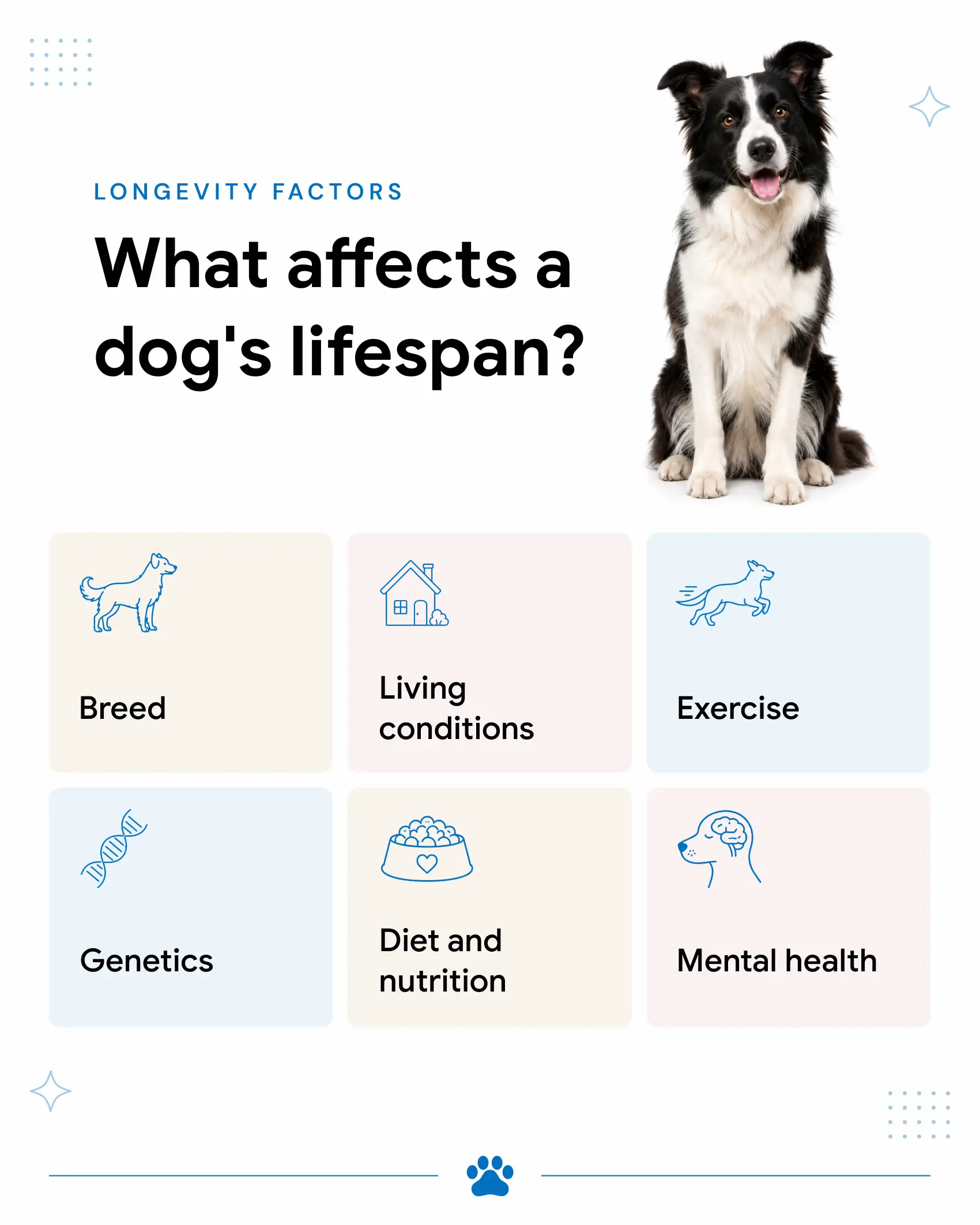 An infographic that shows the factors that affect a dog's lifespan.