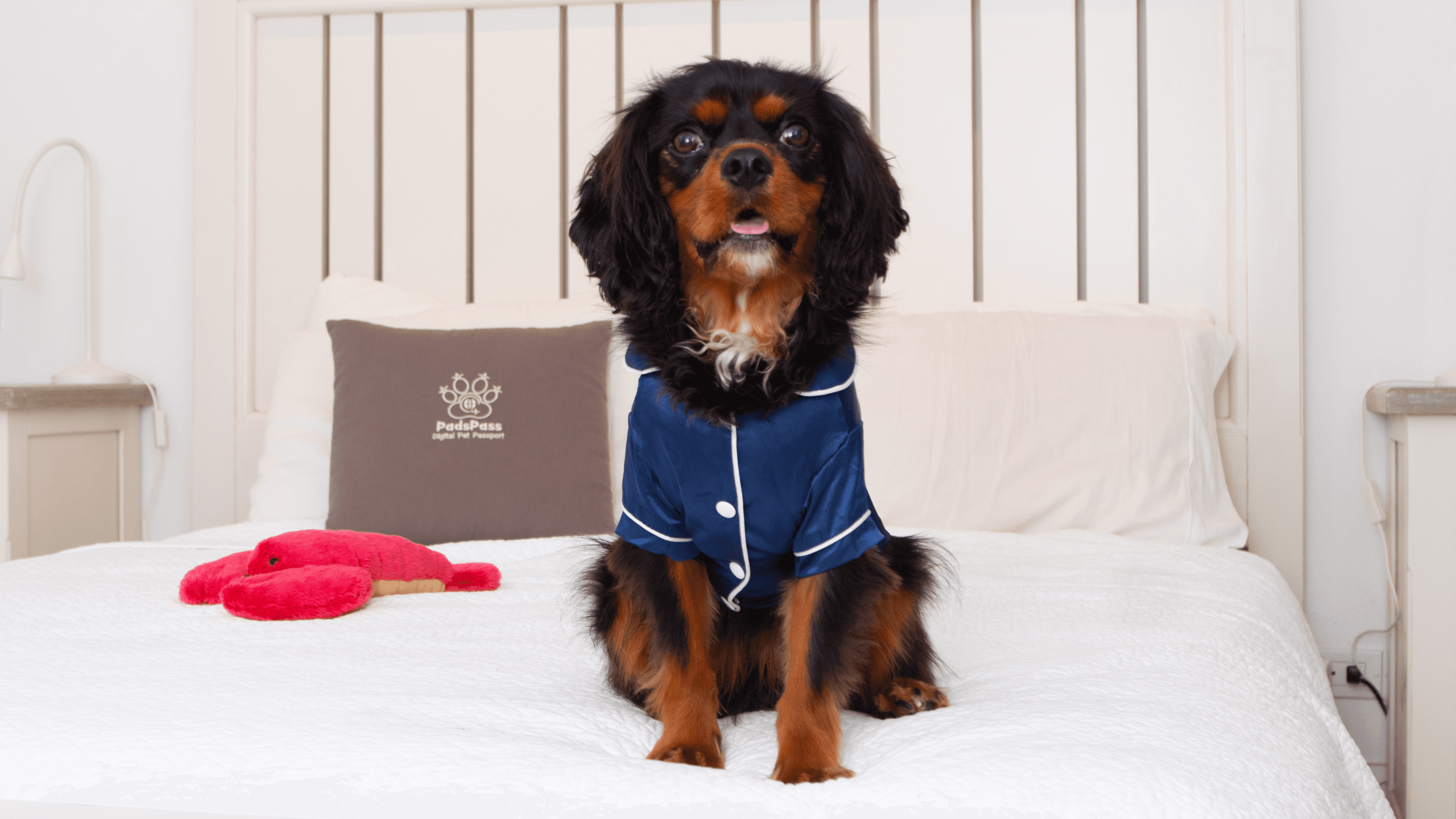 A black and brown small dog on top of a bed.