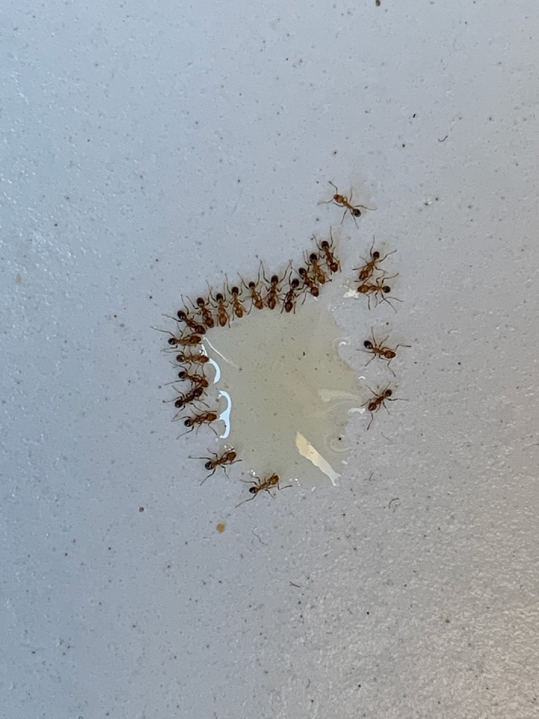 "Ants drinking water from a drop of liquid"