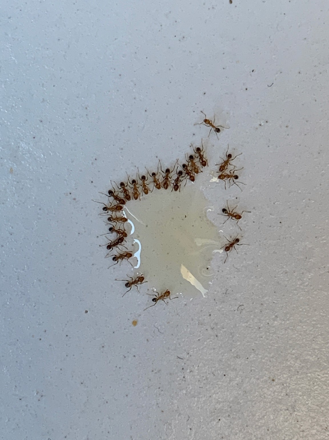 "Ants drinking water from a drop of liquid"