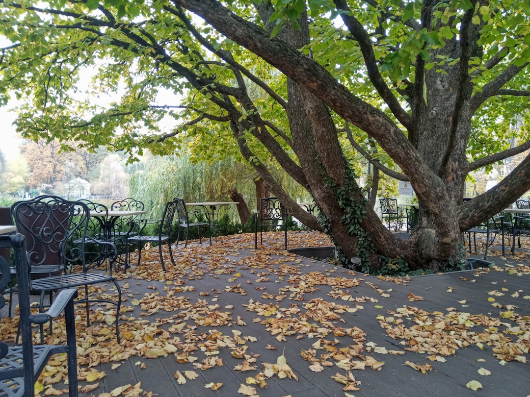 Autumn leaves cover the ground under a large tree.