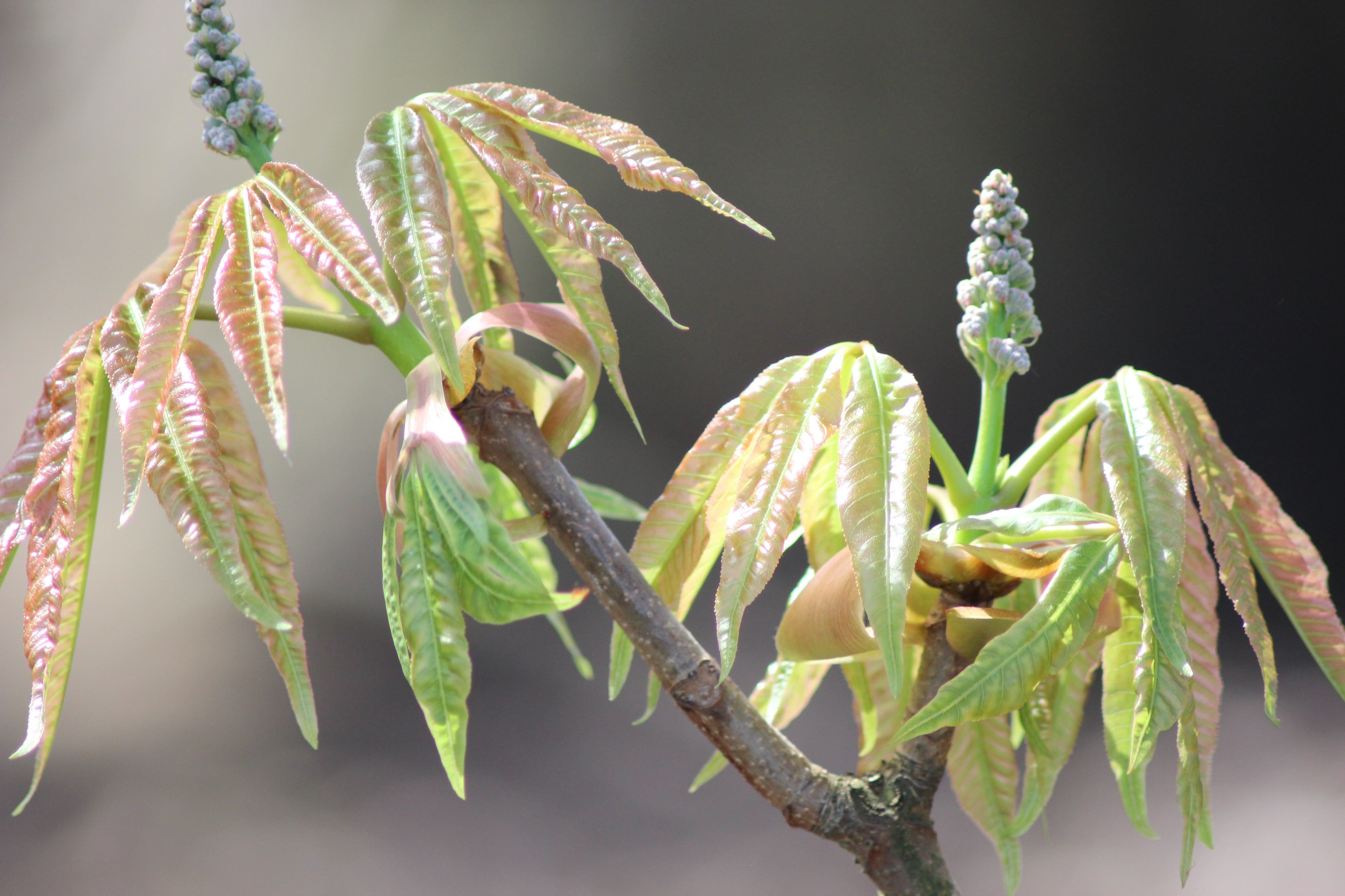 blue sky and white clouds over the sea