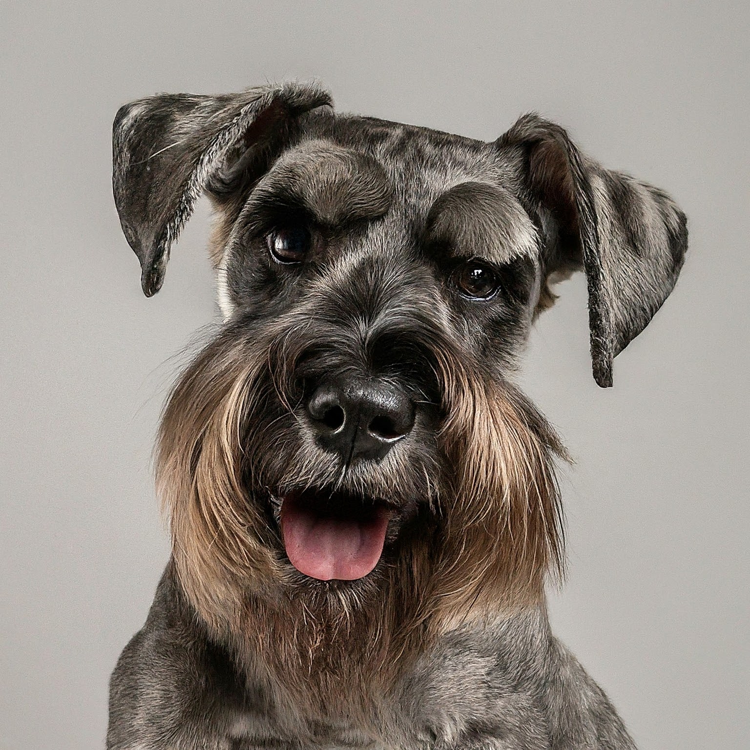 BUDDYUNO, Standard Schnauzer