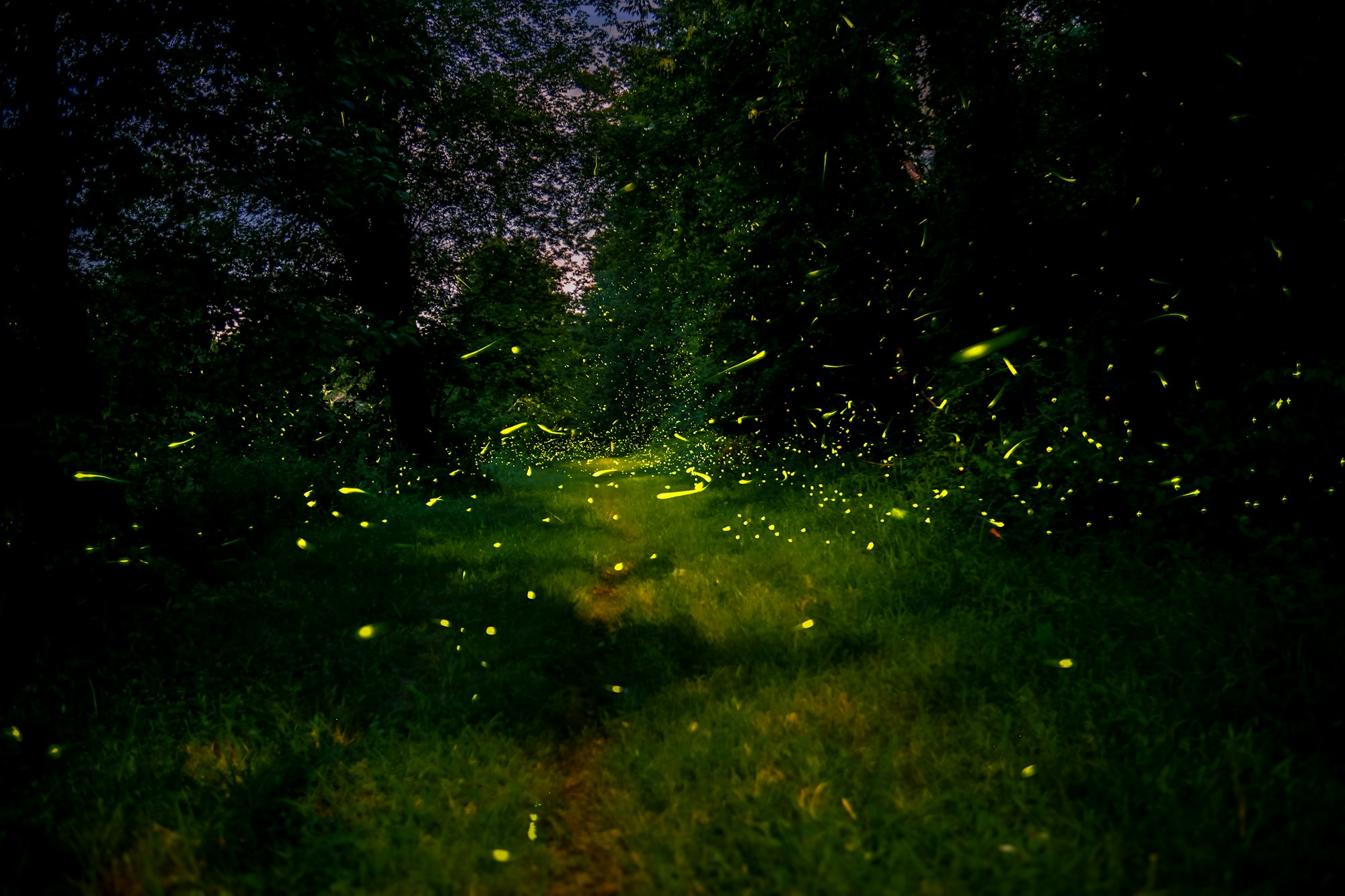 Fireflies glowing above a forest path at night